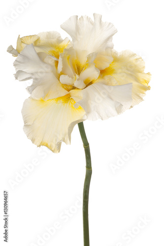 Fototapeta Naklejka Na Ścianę i Meble -  iris flower isolated