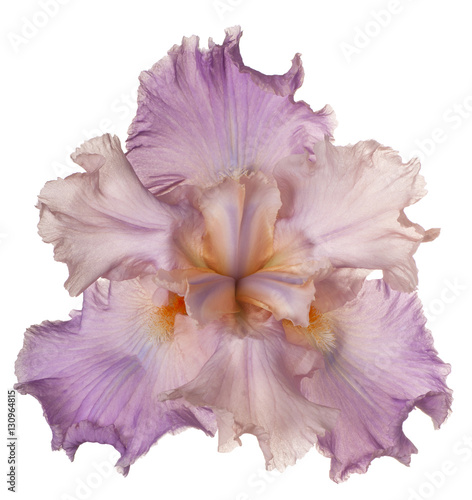 Fototapeta Naklejka Na Ścianę i Meble -  iris flower isolated