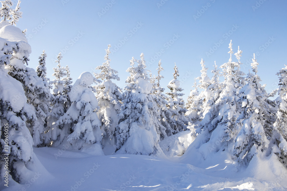 Obraz premium Winter forest. Snow covered spruces.