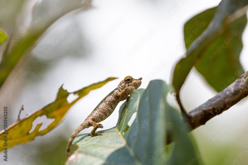 Nose-horned Chameleon (Calumma nasutum) Nose-horned Chameleon (Calumma nasutum)