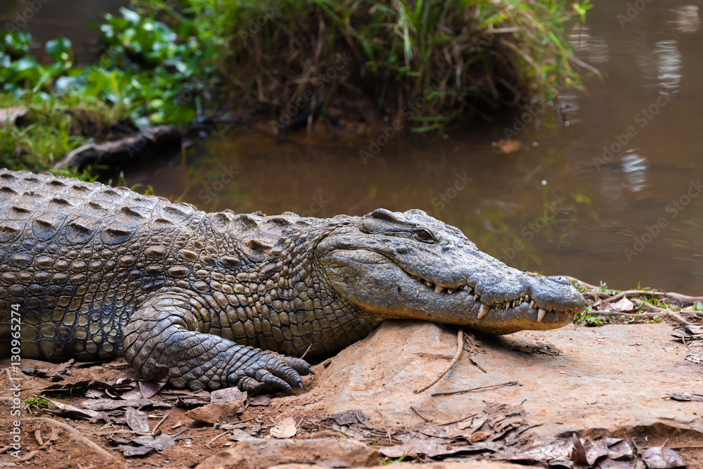 Madagascar Crocodile, Crocodylus niloticus Madagascar Crocodile, Crocodylus niloticus