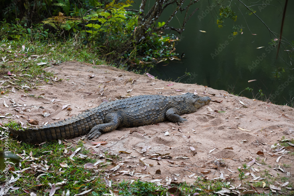 Madagascar Crocodile, Crocodylus niloticus Madagascar Crocodile, Crocodylus niloticus