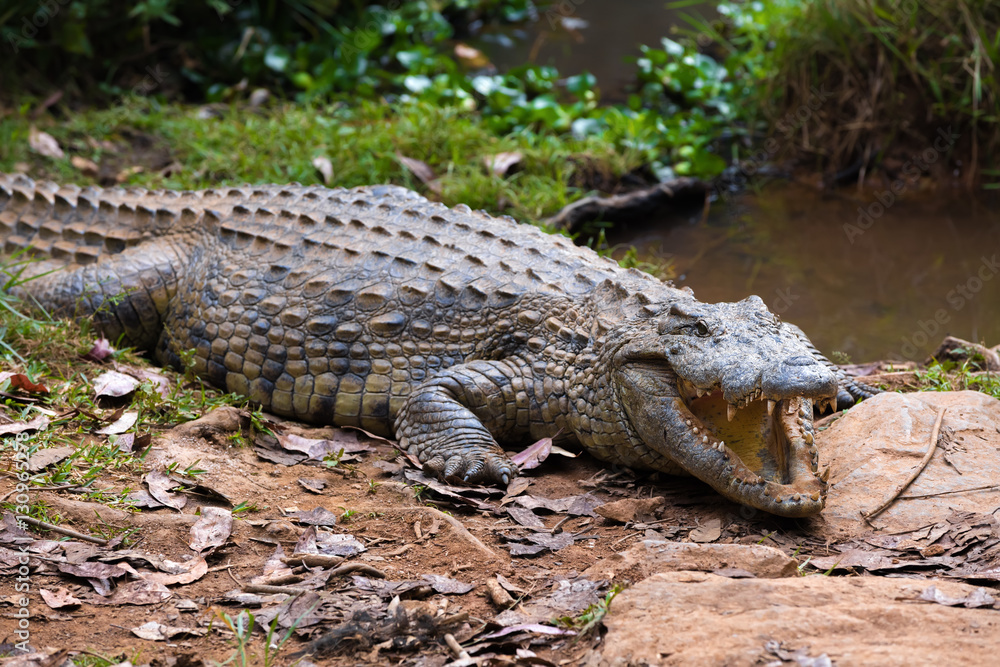 Madagascar Crocodile, Crocodylus niloticus Madagascar Crocodile, Crocodylus niloticus