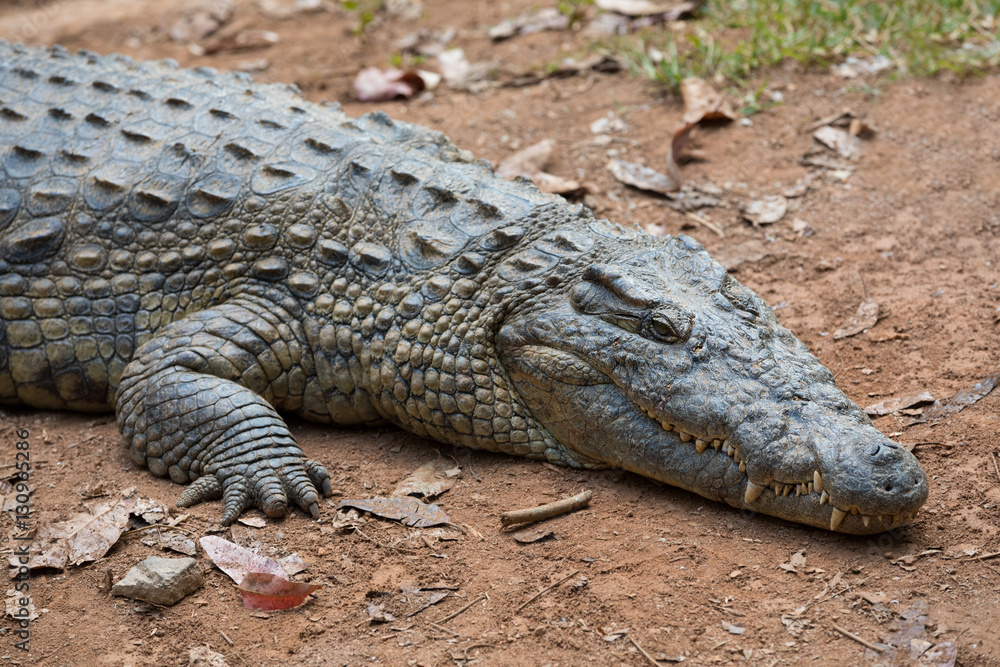 Madagascar Crocodile, Crocodylus niloticus Madagascar Crocodile, Crocodylus niloticus