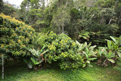 Fototapeta Naklejka Na Ścianę i Meble -  Rainforest in Madagascar, Andasibe Toamasina Province
