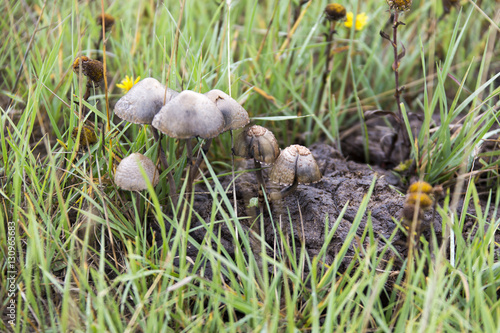 Pilz in der mongolischen Steppe