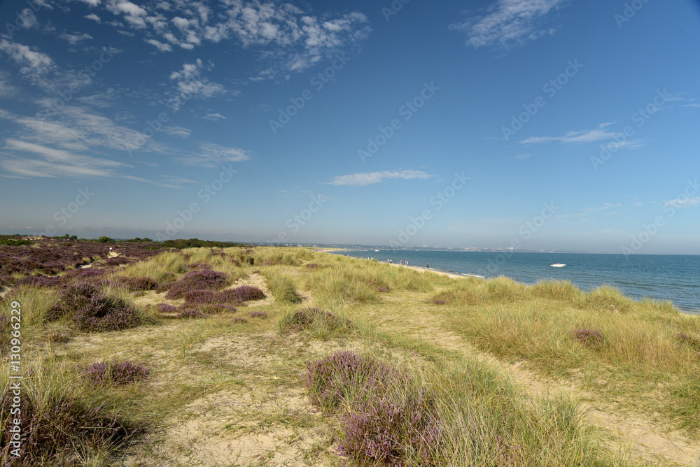 Heather walk by Studland Bay on Swanage Coast