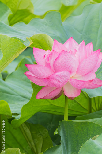 The Lotus Flower.Background is the lotus leaf.The shooting place is Shinobazunoike in Ueno Park in Ueno, Taito-ku, Tokyo Japan. photo