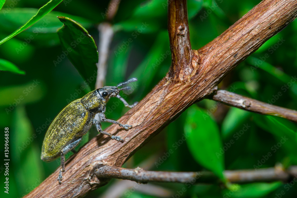 Female Gold Dust Weevil (Hypomeces squamosus, Curculionidae) climbing a tree