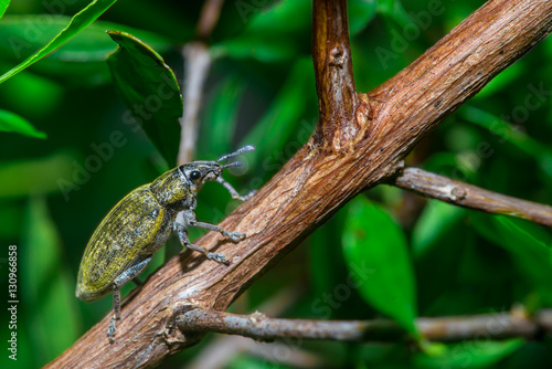 Female Gold Dust Weevil  Hypomeces squamosus  Curculionidae  climbing a tree