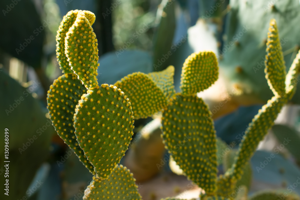 Beautiful cactus opuntia microdasys.