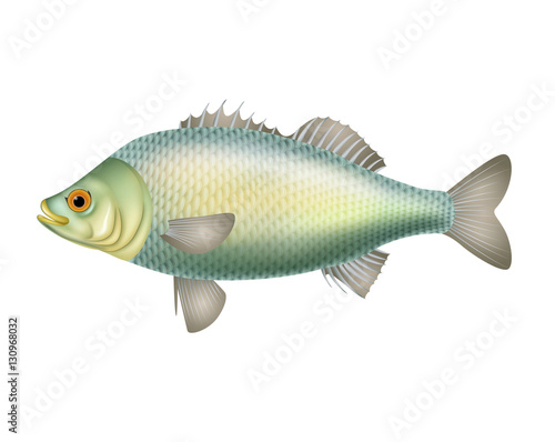 Illustration of  fish isolated on white background