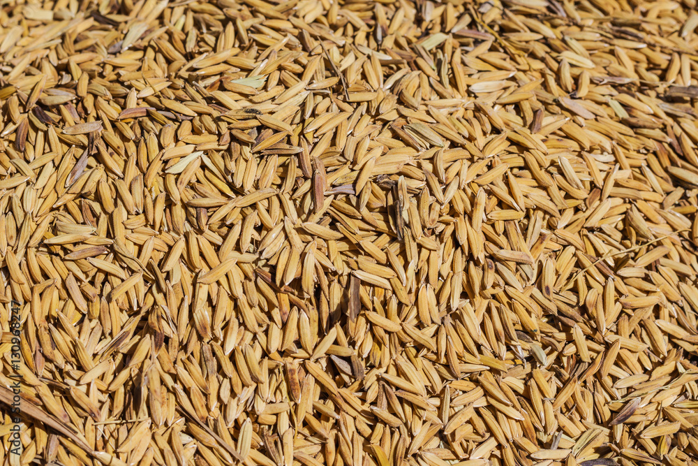 Grain detail, pile of paddy for background and texture. Grain detail, pile of paddy for background and texture.