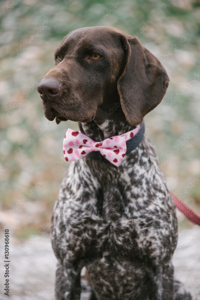 Cute German pointer dog posing outdoor with pink bow tie.