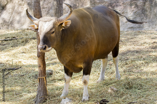 Fototapeta Naklejka Na Ścianę i Meble -  Image of a red bull male on nature background. wild animals.
