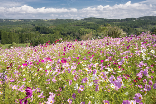 青空の下のピンクと白のコスモスの花花