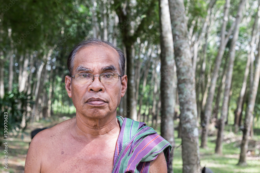 Thai aged man standing in rubber tree garden Thai aged man standing in rubber tree garden