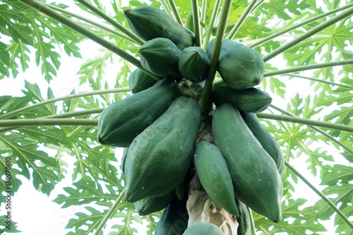Fotografie papaya