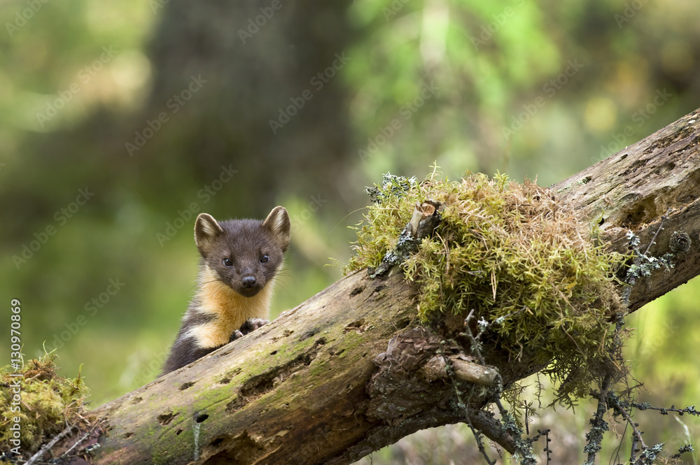 Pine Marten Pine Marten