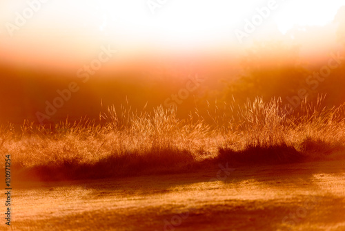 Backlit red grass blades looking directly at sun