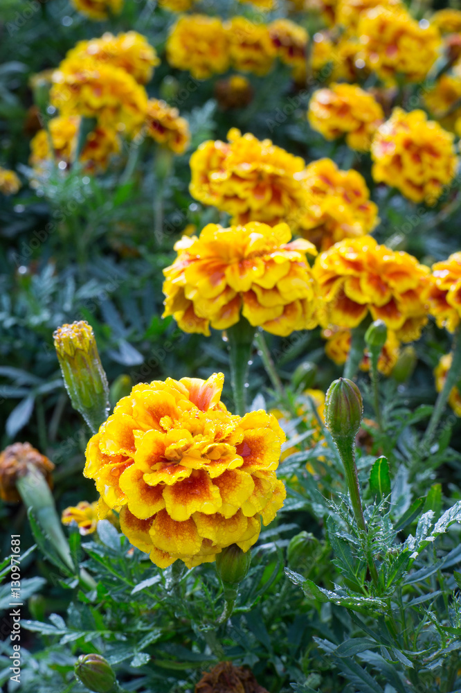 Yellow Flower Background. sun lights Yellow Flower Background. sun lights
