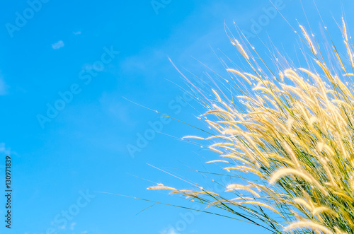 Copy space of grass flower with blue sky and white cloud background.