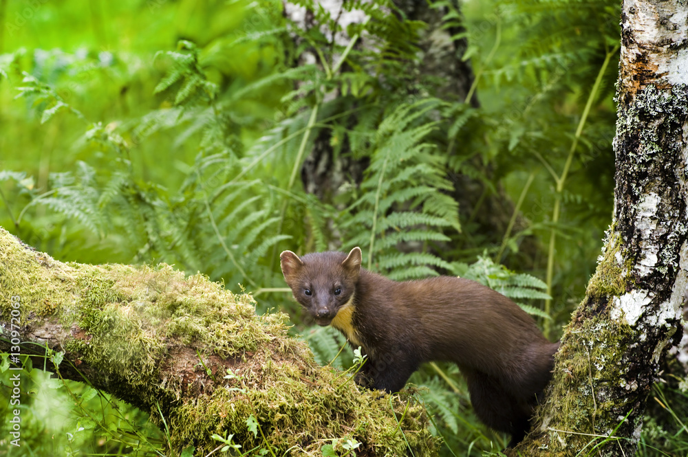 Fototapeta premium Pine Marten