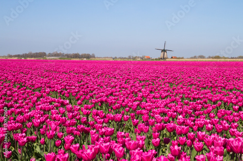 Magenta flower field with windmill and blue sky
