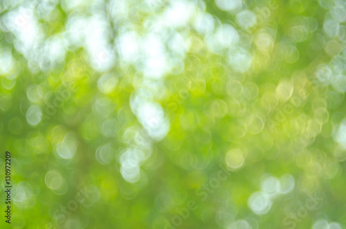 Nature green bokeh sun light