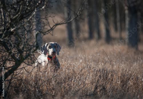 Weimarener pointing on a pheasant on a hunting