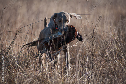Weimarener retrieving a pheasant on a hunting