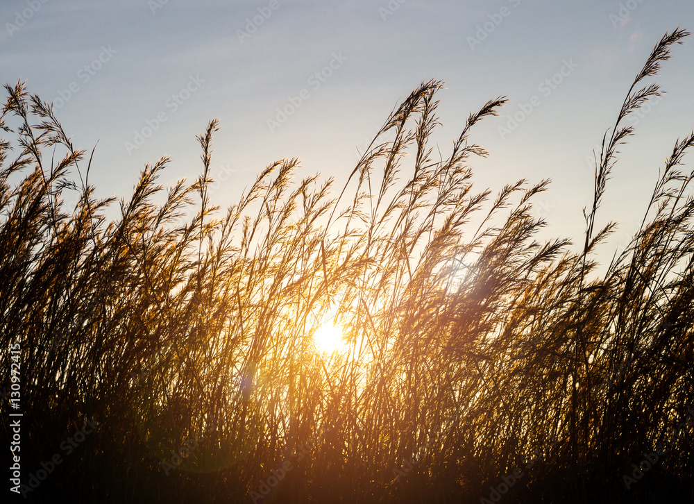 Obraz premium Wild grass silhouette against sunset