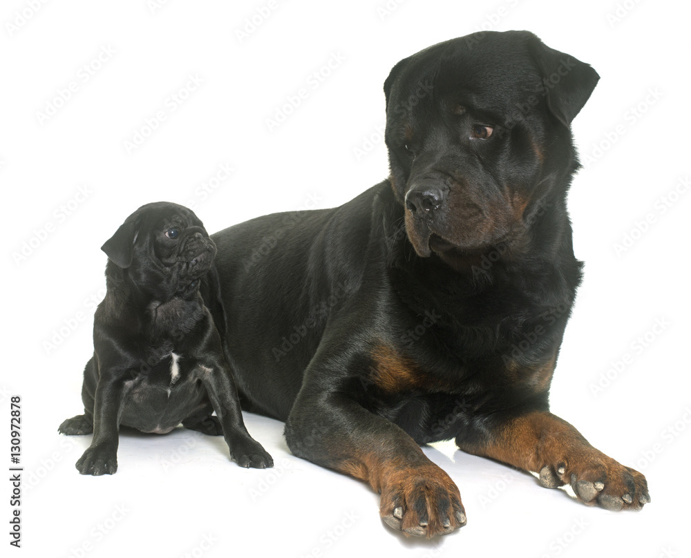 puppy black pug and rottweiler