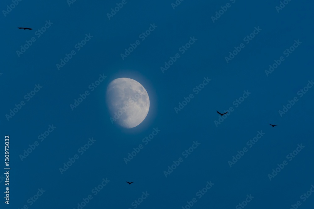 Black Birds Flying around the Moon on a Foggy Night
