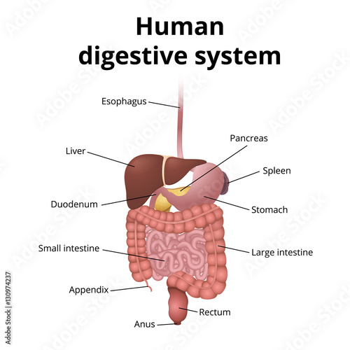 GI tract organs