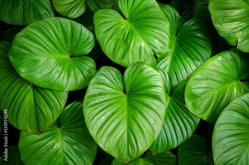 Close up tropical nature green leaf caladium texture background.