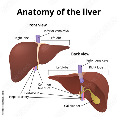 Human organ liver