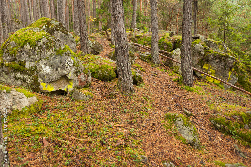 inside a typical forest of the Italian Alps inside a typical forest of the Italian Alps