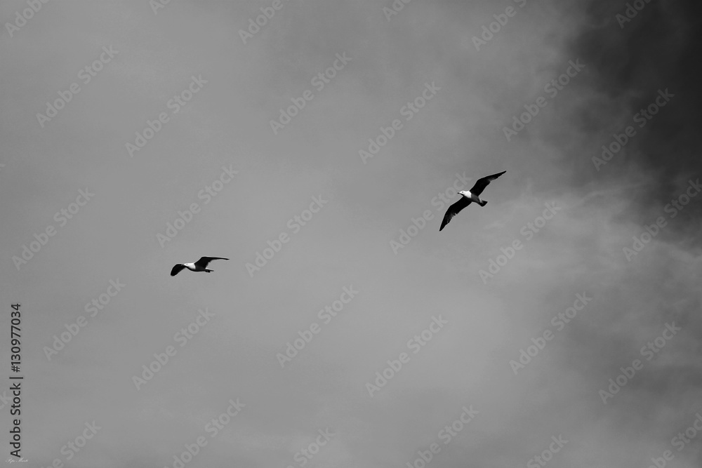 Obraz premium gaviotas