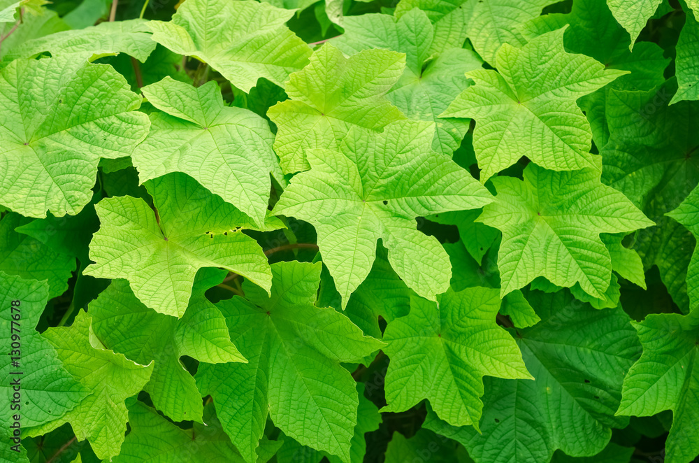 Nature green leaf pattern texture background. Nature green leaf pattern texture background.