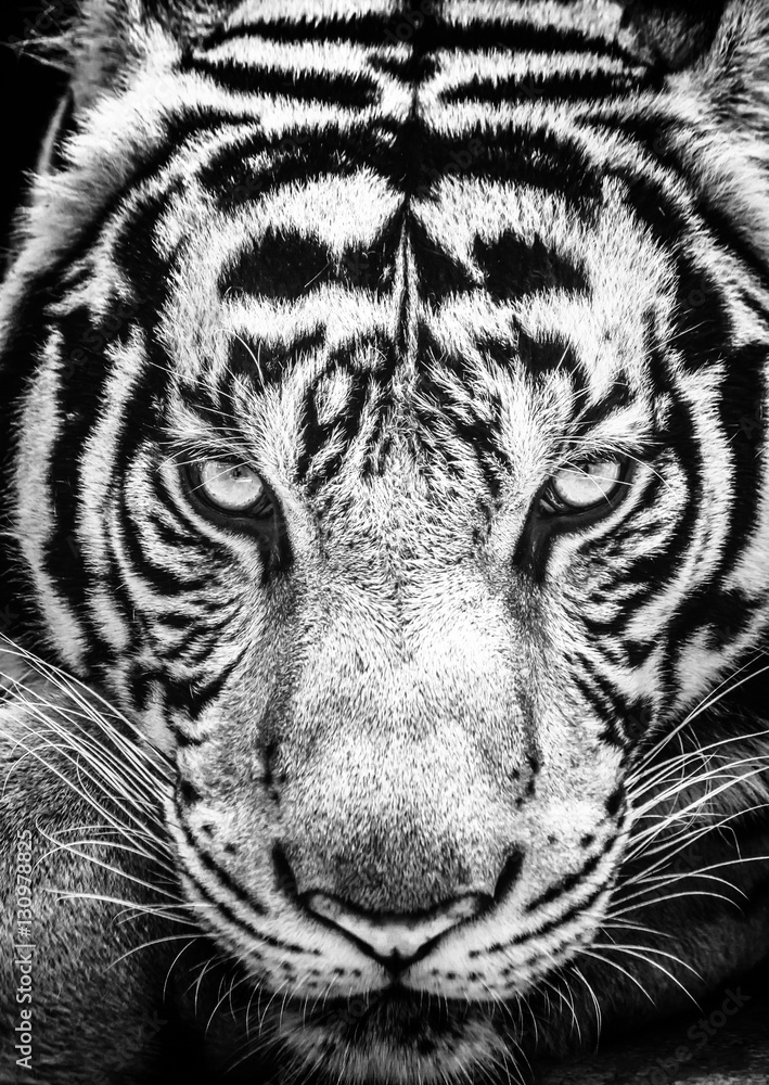 Naklejka premium Tygrys i jego oczy zacinają się w czarno-białym stylu.