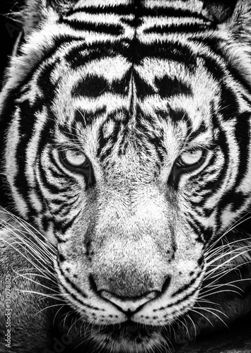 Tiger and his eyes fierce in the black and white style.