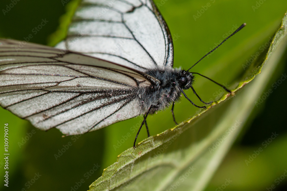 Obraz premium Black-and-white butterfly Aporia crataegi on green leaf close-up, macro