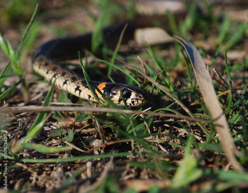 Obraz premium змея, маленький уш,