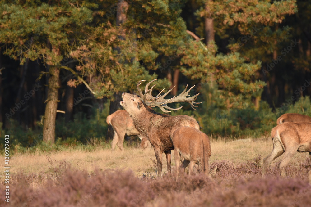 Fototapeta premium Couple of red deers with does and buck on moorland on National Park Hoge Veluwe in September.