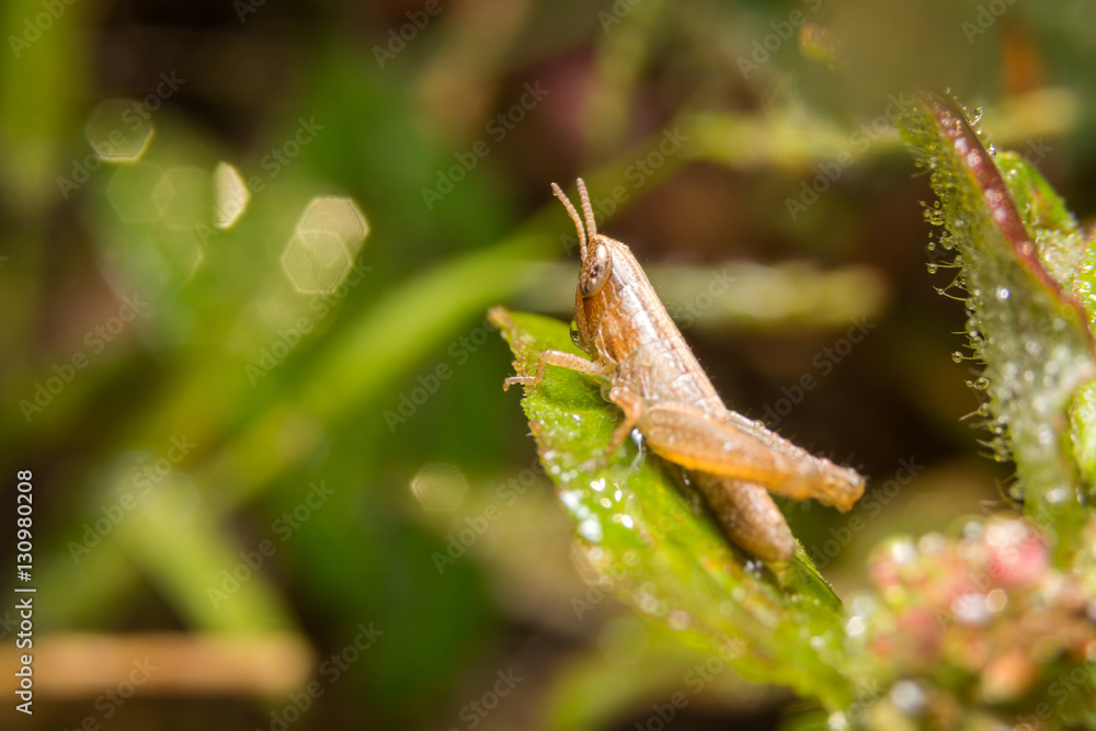 Naklejka premium Grasshopper on nature leaves as background
