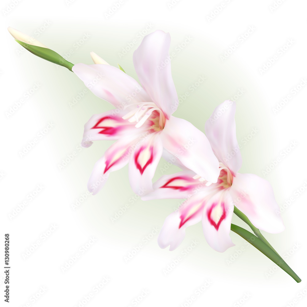 Hardy Gladiolus, Dwarf Gladiolus 'Nymph'