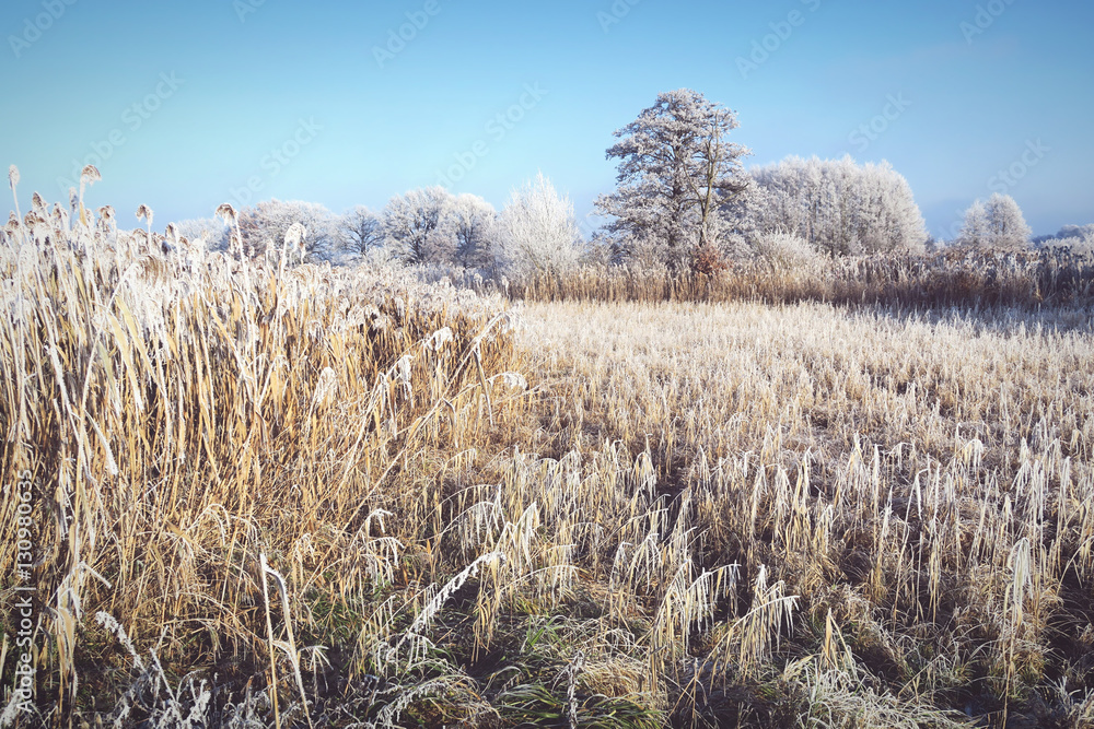 Fototapeta premium hoarfrost landscape on Havel River (Havelland, Germany)