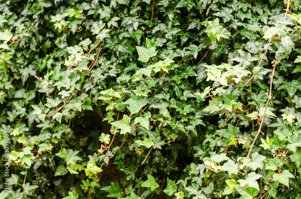 Obraz premium green Hedera Helix ivy leaves background