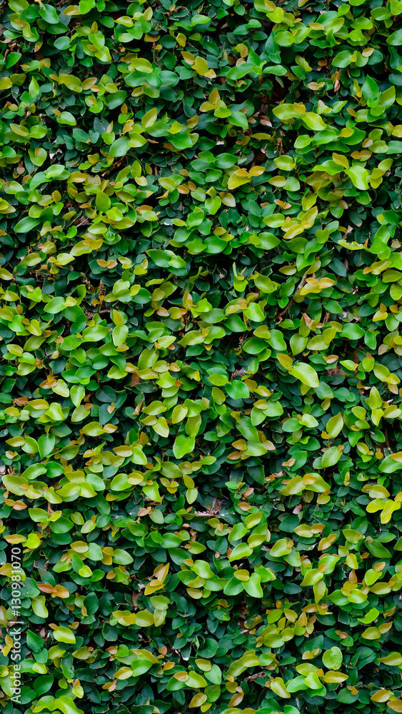 Green ivy covered wall as background image Green ivy covered wall as background image